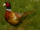 Tw3 pheasant.png