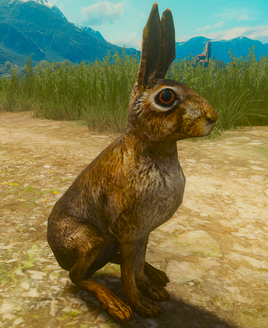 Tw3 rabbit