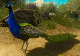 Tw3 peacock