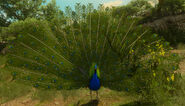 Peacock with its tail fanned out