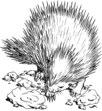 Echinops