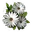 Celandine