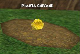 Pianta giovane