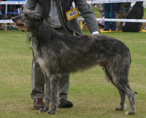 Deerhound Champion. Deerhound Champion show