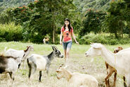 Alex with goats