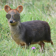 Pyotrpfp