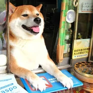 A Shiba Inu dog in a shop in real life, which is what the in-game store is based off of.