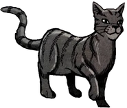 Wygląd w "Burzy Jeżynowej Gwiazdy"