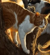 Leafstar nwkn.jpg (666 KB) Wygląd na polskiej okładce "Nieznajomego w Klanie Nieba"