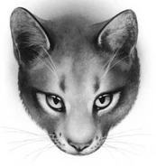 Cloudstar.png (57 KB) Wygląd w "Kodeksie klanów"