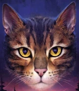 Wygląd na polskiej okładce "Północy"