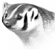 Borsuk Przewodnik1.png (28 KB) Borsuk w "Sekretach klanów"