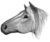 Wygląd w "Sekretach klanów"