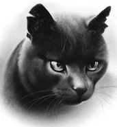 Wygląd w "Kodeksie klanów"