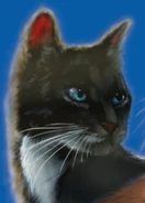 Wygląd na okładce "Beztroski Klanu Burzy"