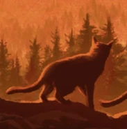 Wygląd na polskiej okładce "Szlaku słońca"