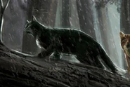 Uwd Ravenpaw.jpeg (254 KB) Wygląd w polskim ilustrowanym wydaniu "Ucieczki w dzicz"