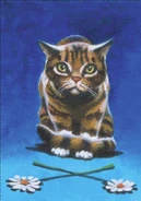 Liściasta Sadzawka.jpg (36 KB) Wygląd z Nowej Przepowiedni i z oficjalnej strony "Wojowników"