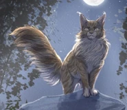 Wygląd na karcie kolekcjonerskiej z edycji kolekcjonerskiej "Zapomnianej wojowniczki" autorstwa Idril