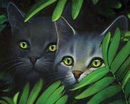 Szara Pręga i Millie.Ostateczny Przewodnik.jpg (15 KB) Wygląd w "Kotach klanów" oraz w "Ostatecznym przewodniku"