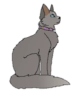 Smoke pieszczoch.png (21 KB) Jako kotka domowa