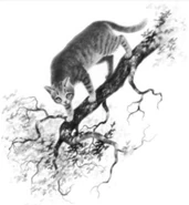 Wygląd w "Przewodniku po bitwach"