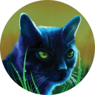 Ravenpaw NO-9.png (96 KB) Wygląd na angielskiej okładce "Pożegnania Kruczej Łapy"