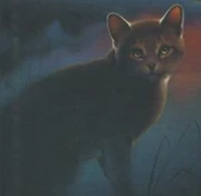 Wygląd na pełnej okładce "Burzy Jeżynowej Gwiazdy"