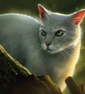 Wygląd z angielskiej okładki "Nieba w strzępach"