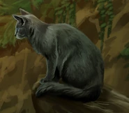 Wygląd na odświeżonej polskiej okładce "Ucieczki w dzicz"