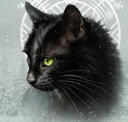 Wygląd na polskiej okładce "Lasu podzielonego"