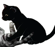 Kijanka Powrót do Klanów 2.png (69 KB) Wygląd na angielskiej okładce "Powrotu do klanów"