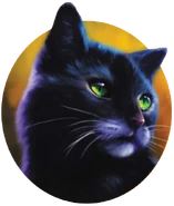 Wygląd na okładce "Życia Cienistej Gwiazdy"