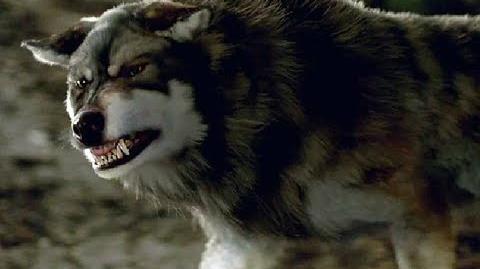 Wolfblood Series 2 Trailer (HD)