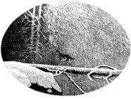 Wolf in Ghost Hunter