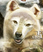 Wolf on the French cover of Wolf Brother