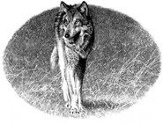 Wolf in Outcast