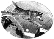 Wolf in Ghost Hunter