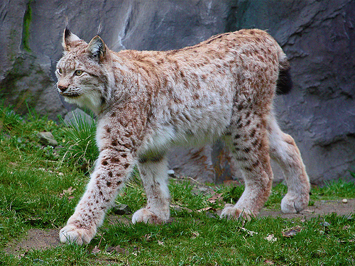 Lynx - Wikipedia