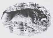 Wolf in Spirit Walker