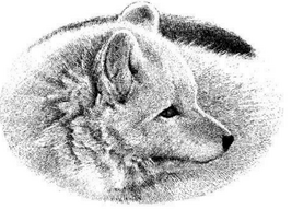 White fox.CAD-3