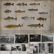 Texture of pictures by Wyatt.