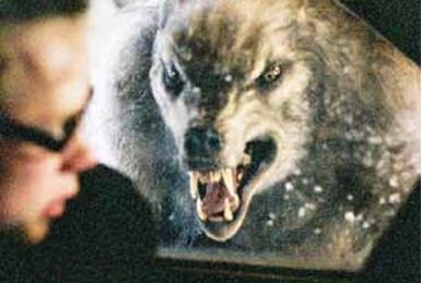 Wolf Pack (Novel), Werewolves Wiki
