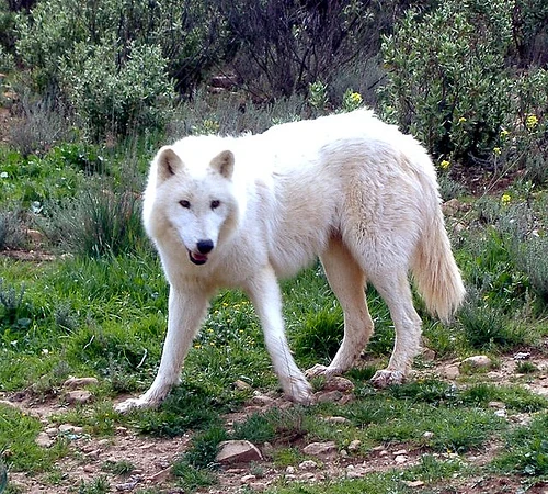 Roo Rascals | Wolf Role Play Wiki | Fandom