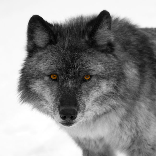 Loki Druids | Wolf Role Play Wiki | Fandom