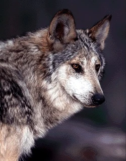 Jade Rascals | Wolf Role Play Wiki | Fandom