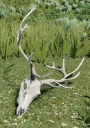 Remains (2.01 MB) Collect Antlers & Skulls