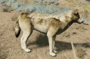 WQ-AE emote t3-side