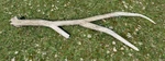 WQ-AE Antlers Bull-Elk3