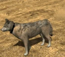 Emote-tailup (2.7)